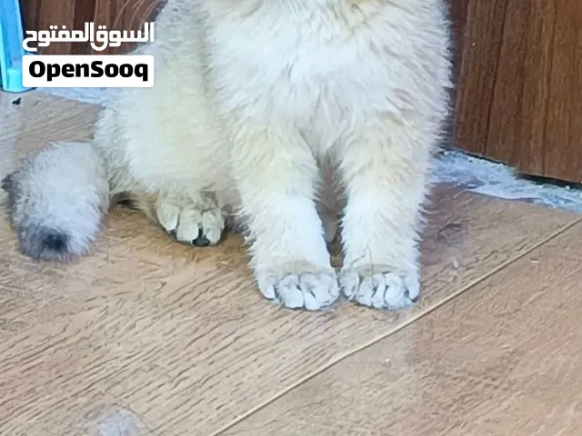 سكوتش فولد نقي