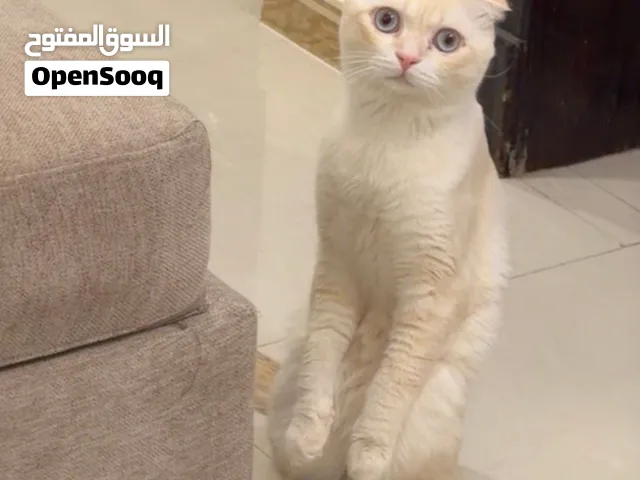 للتبني عائلة سكوتش فولد مستوى توب - الأم مع كيتنزها