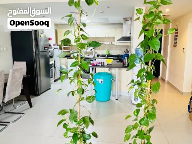 2 Money Plant(1st-12 Feet 2nd-12 Feet)–Healthy Well-Grown + Pot & Support