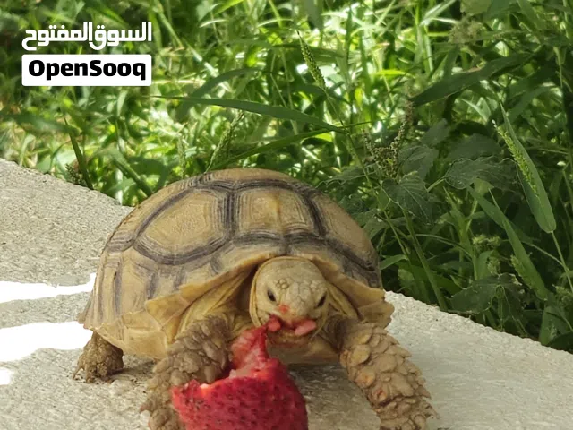 انثى السلحفاه السولكاتا Sulcata Turtle