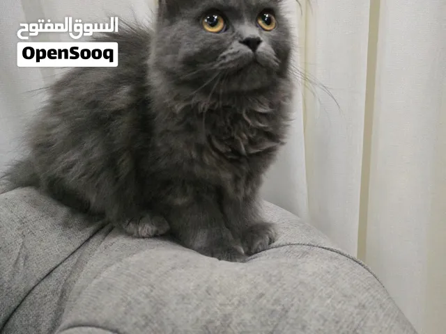 قطعه عمر شهرين أليف جداكامل أغراضها تحب العب بصحه ممتازه عمر شهرين البيع لعدم التفرغ