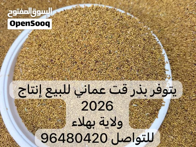 يتوفر بذر قت عماني العمر فوق 3 سنوات للبيع يتوفر كمية