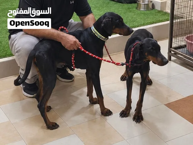 العمر 6 اشهر انثى لطيفين جدا
