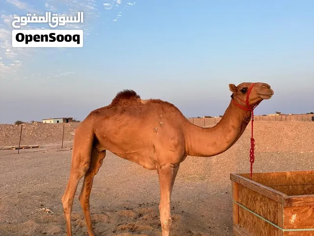 قعود لجي للبيع