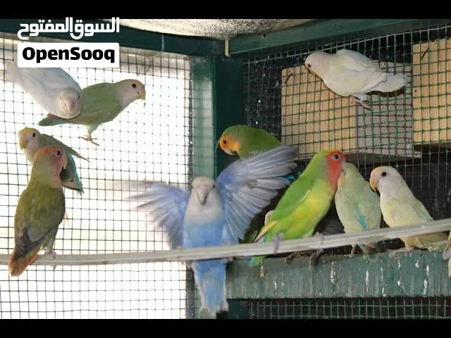 غندورات روز للبيع مال بيت محميه كامله