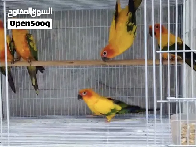 ازواج صن كنيور للانتاج غير اليفه مطلوب الف