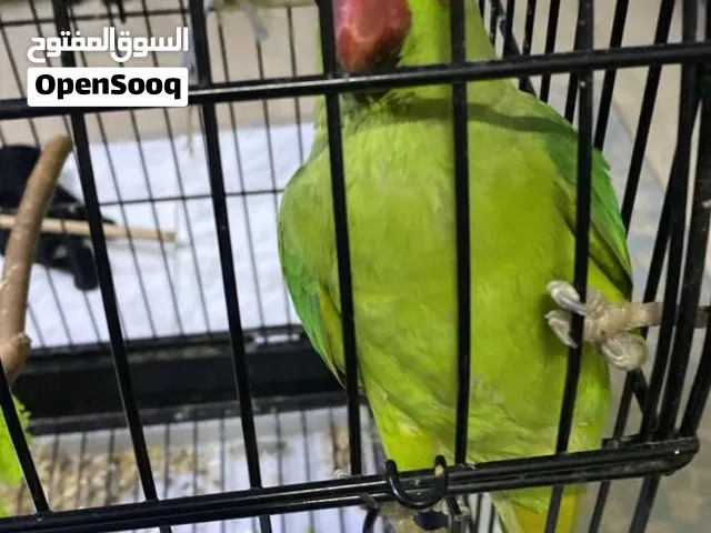طير دره اليف