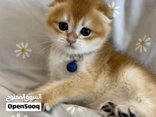 سكوتش فولد