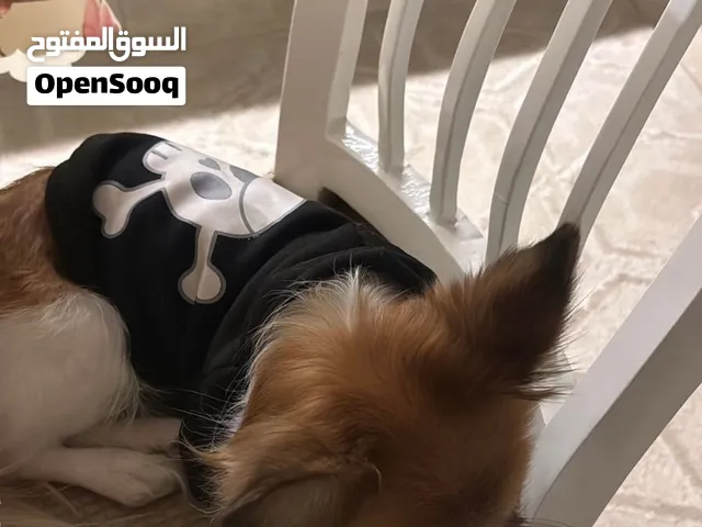 كلبه لولو فوكس
