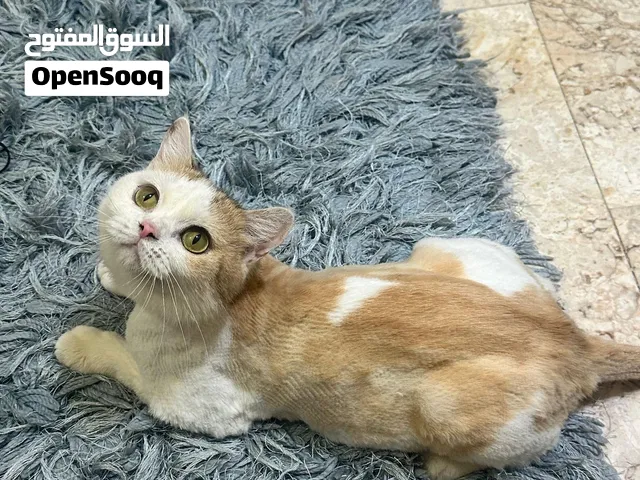 انثى سكوتش للتبني