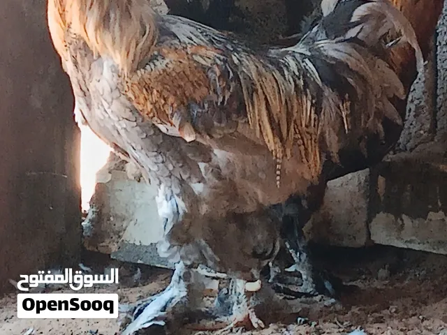 فراريج غلاظ الله يبارك