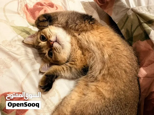 Golden Chinchilla British Short hair 3 months شينشيلا ذهبية قصيرة الشعر بريطانية 3 شهر