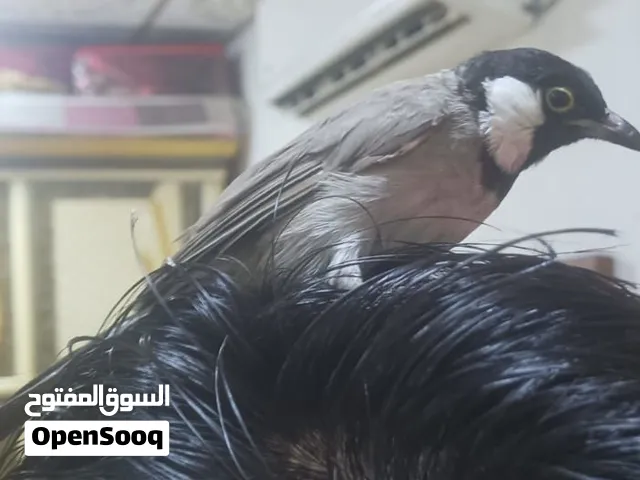 بلبل ربة جبير تغريد فول
