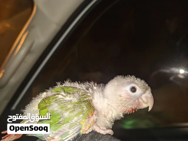 40 غير قابل لتفاوض