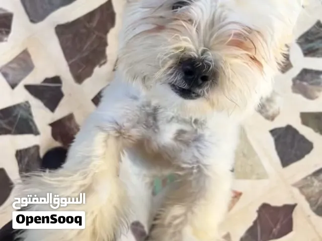 كلب مالتيز بيتي عمرو 6 اشهر