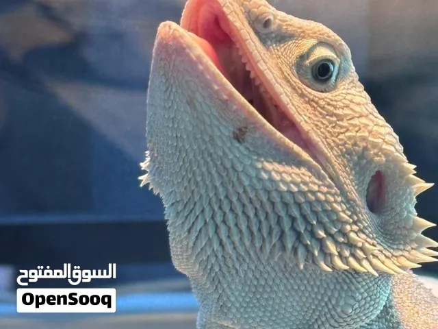 Bearded dragon بيرديد دراقون