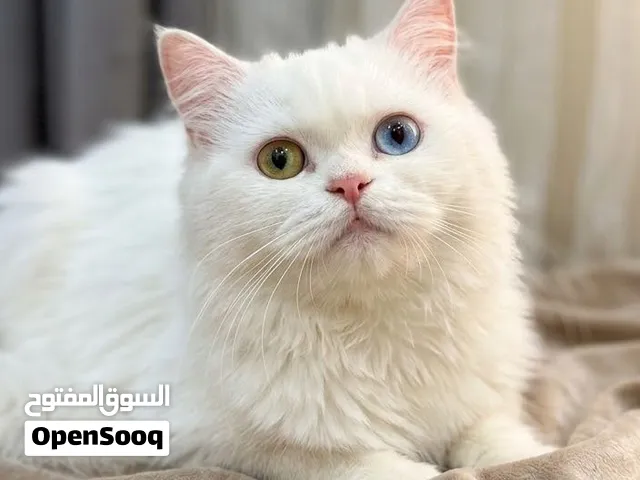 قطة بيرشن شيرازي عيون ازرق واصفر