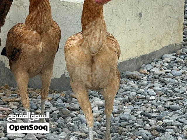 طقم  دجاج باكستاني