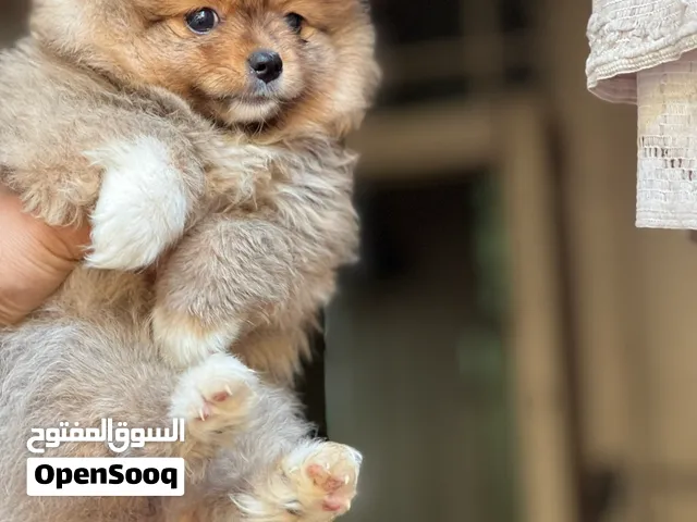 Pomeranian puppy