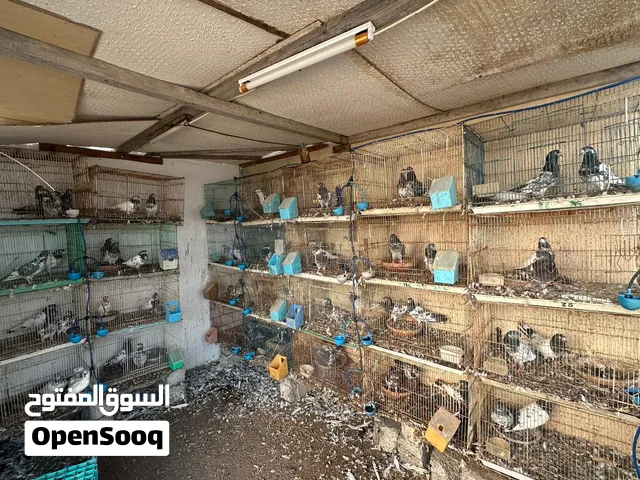 محاكر حجم متوسط