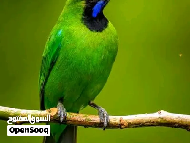 طائر الورق الأخضر الكبير (Greater Green Leafbird)