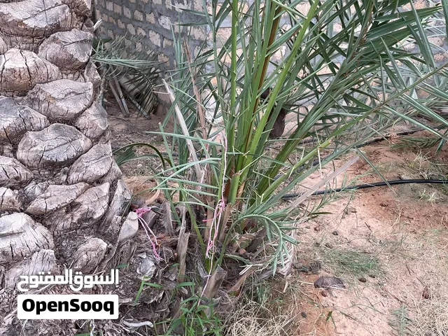 فساءل نخيل