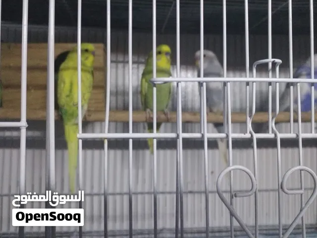 5 Budgies without cage