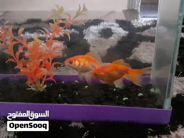 سمك الرقاص للبيع