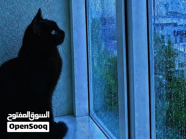 قط ذكر لتبني