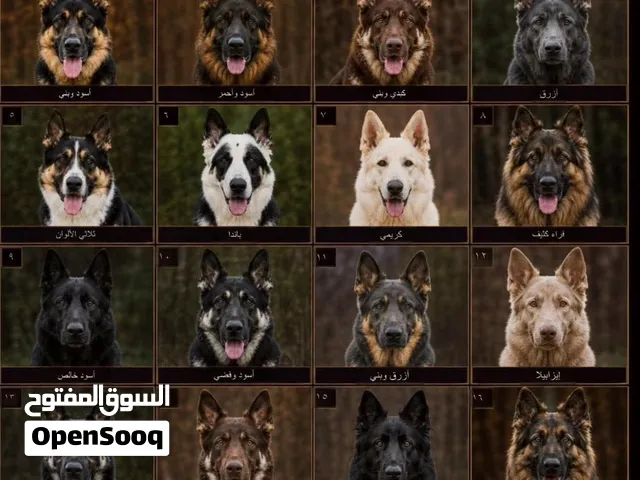 اريد كلب جيرمن شيبرد جرو عمر شهر ونص او شهرين إلا معه يدخل يتوصل معي