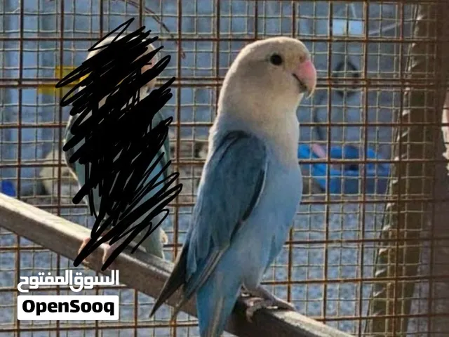 روز بصحة ممتازة مع قفص و بياضه