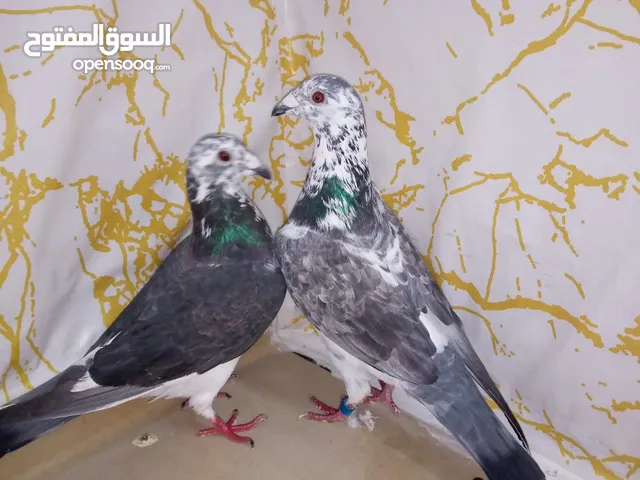 حمام زأجل سباق..يوجد أجواز..وطبات جاهزة للترسيم . وفردات ..من افضل خطوط الفوز والتصليح ابطال الابطال
