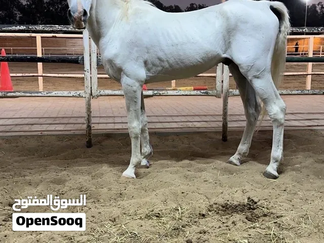 خيل فحل من اسطبل f3