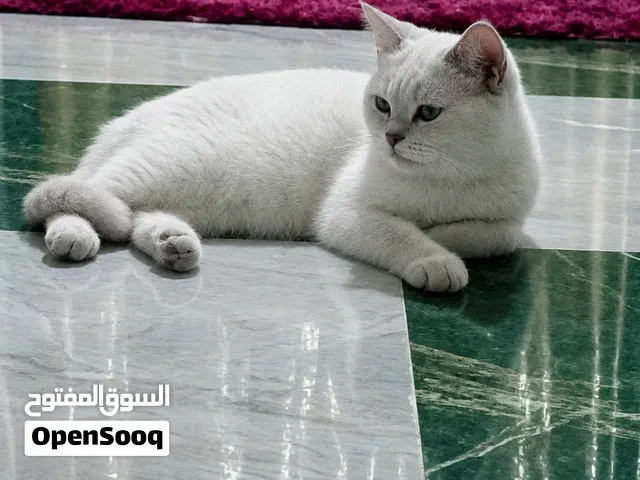 قط للبيع سكولتش فولد
