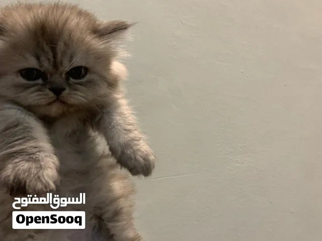 قطط صغار توهم مكملين شهرين للبيع للتواصل واتس اب