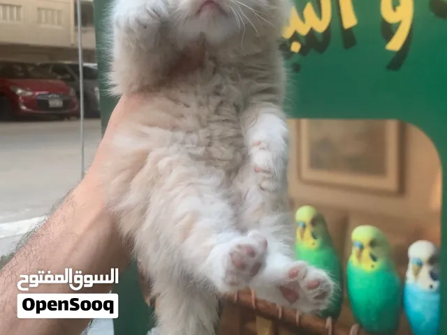 ذكور شيرازي