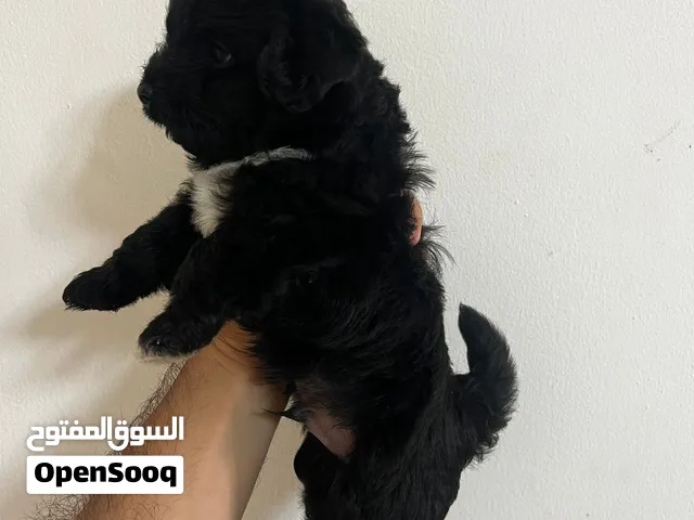 French Terriers for Sale