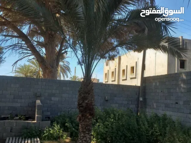 نخل كبير للبيع
