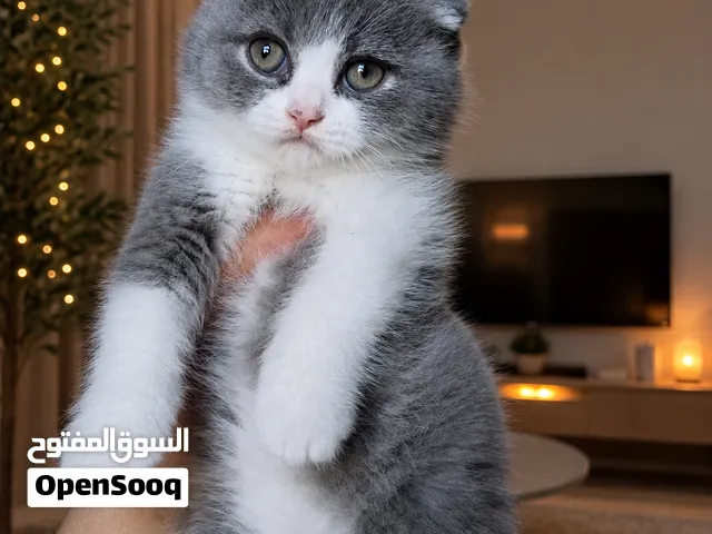 سكوتش فولد باندا ذكر