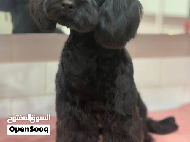 Female Cockapoo