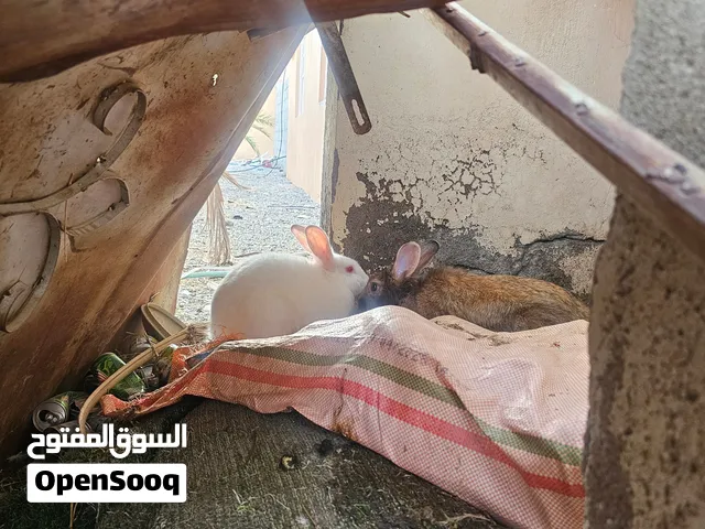 الأرنب للبيع 3 ب15 ,ريالات