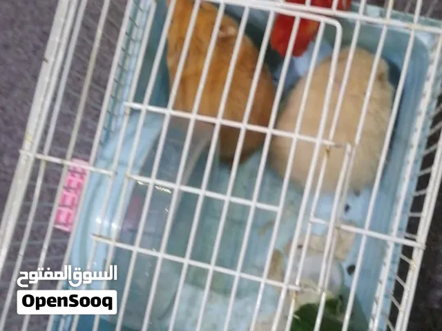هامستر عدد 8 للبيع ب 10 دنانير العمر 3 شهور
