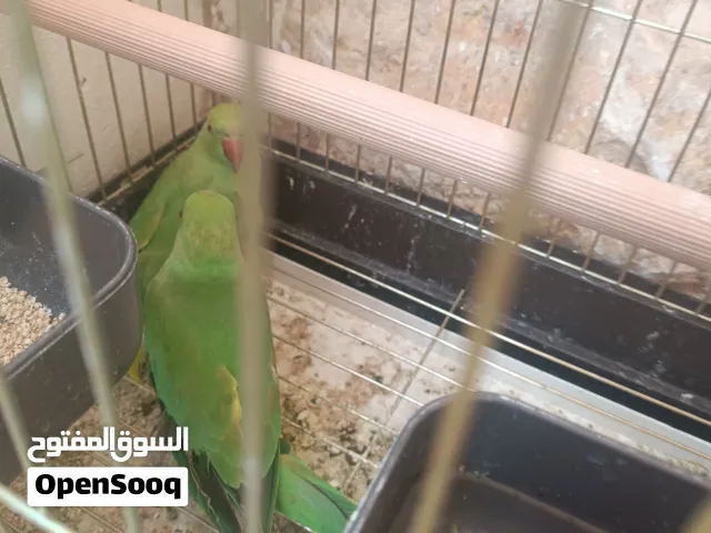 جوز درة كبار ذكر أليف وأنثى شرسة