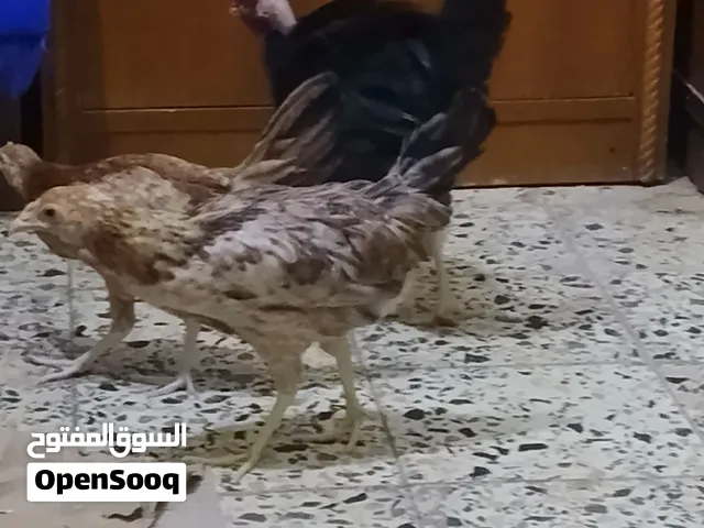 متاح سيت كويتي