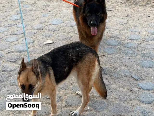 كلاب للتبني