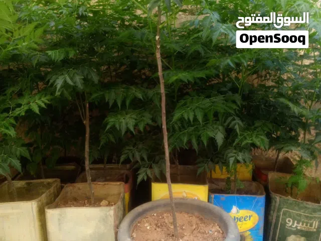 3د شماسي ايطالي