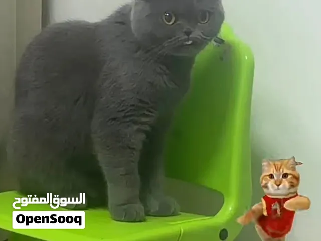 American Curl female cat
