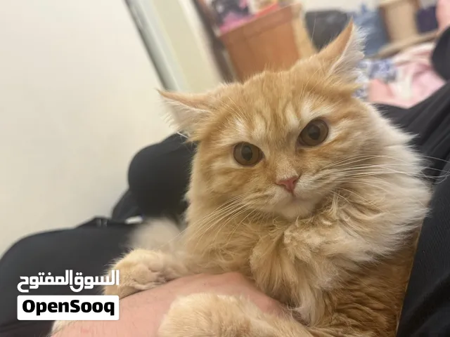 قطة شيرازي فارسي للتبني