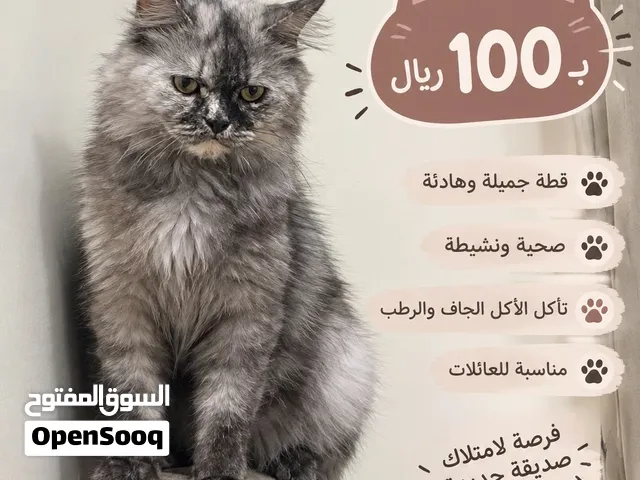 قطه شيرازيه  السعر قابل للتفاوض والتخفيض