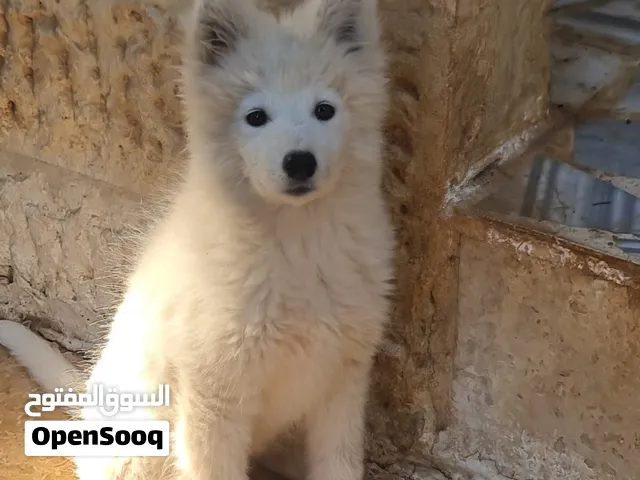 جرو سامويد سلاله نقيه 100% انثا للبيع كلاب نشيطه ولعوبه وجميله جدا للعائله والاطفال